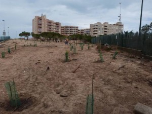 estado final de la parcela de arenal