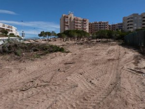 acacias retiradas por maquinaria
