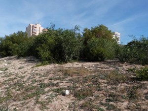 acacias en Monte Blanco