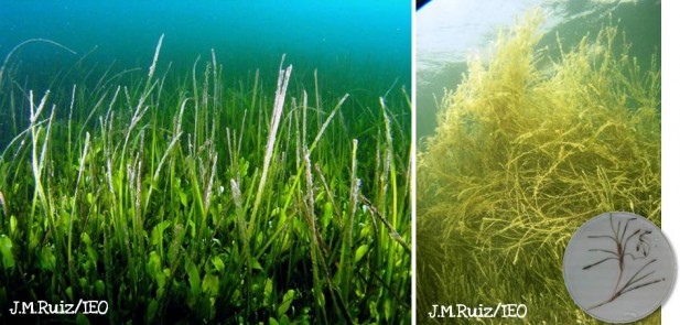 La Cymodocea nodosa (izda) y la Ruppia maritíma (dcha) son plantas con flor que viven en los fondos del Mar Menor. En la foto de la derecha se pueden observar los frutos de esta planta. 