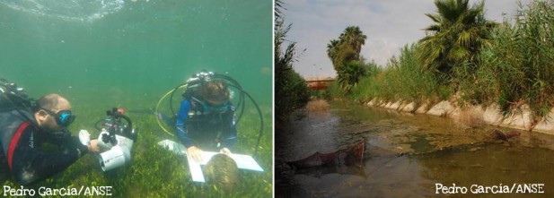 Realización de muestreos para mejorar el conocimiento existente sobre la distribución de la nacra (Pinna nobilis) en la laguna del Mar Menor y el uso de los canales de drenaje por parte de la anguila (Anguilla anguilla).