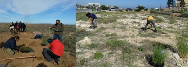 Restauración de arenales y recuperación de flora autóctona en Lo Poyo, Monte Blanco y Veneciola.