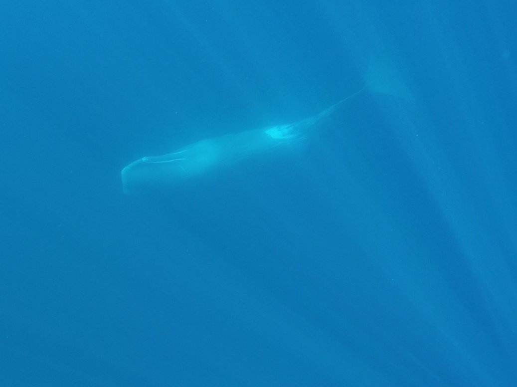 Fotograma de vídeo submarino de un cachalote avistado al sur de Cabo de Palos (J. L. Murcia/ANSE)