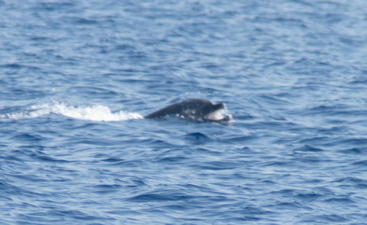 El delfín con el enredo en la boca fotografiado desde el Else el pasado 20 de julio (J. L. Murcia/ANSE)