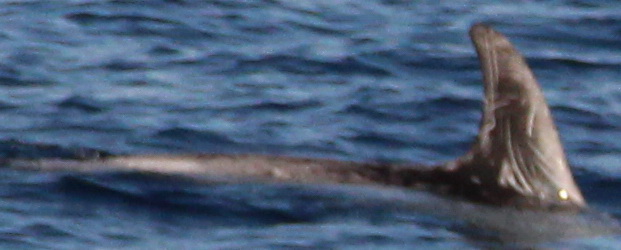 Ejemplar GG_D0017, con catorce años desde el primer registro, es el cetáceo más longevo que consta en cualquiera de los catálogos de ANSE (Paulo Lago/ANSE).