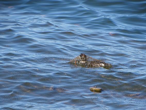 zampullin_cuellinegro