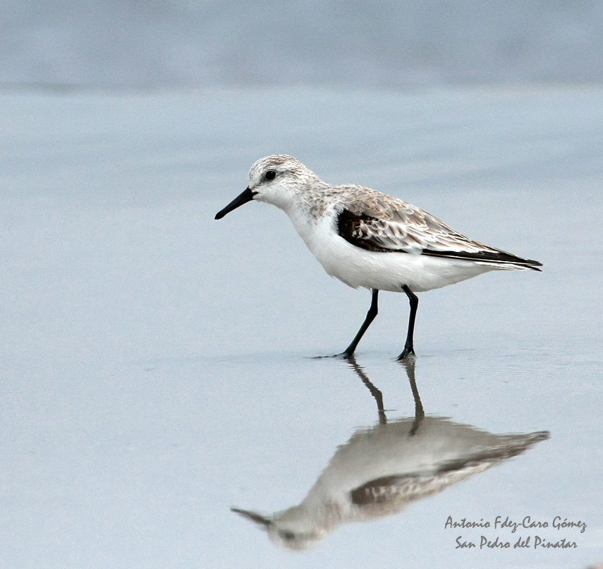 Correlimos tridáctilo