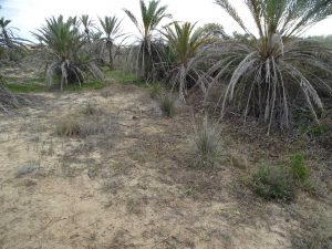 guardamar_jorge-1-copiar