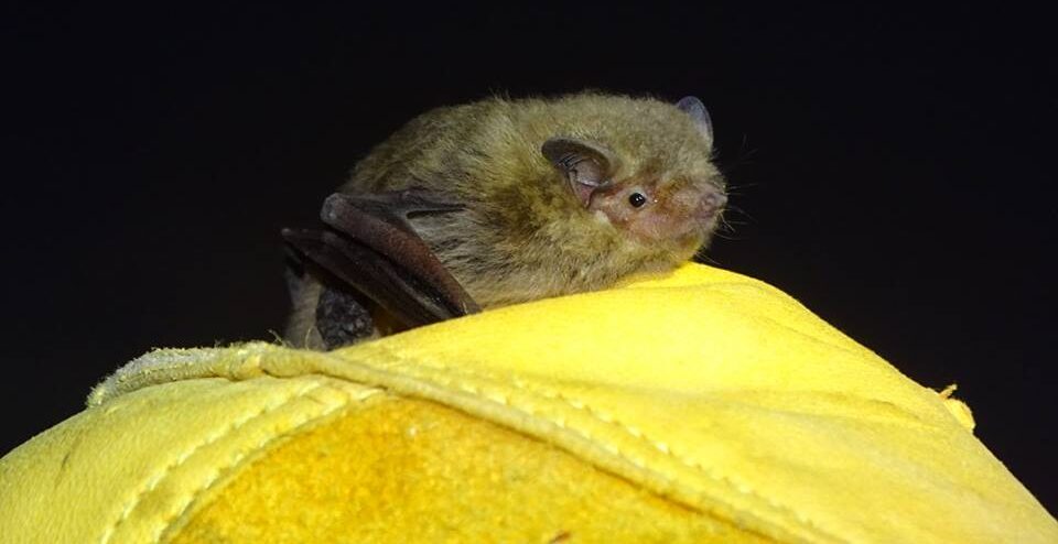 Murciélago Pipistrellus