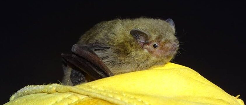 Murciélago Pipistrellus