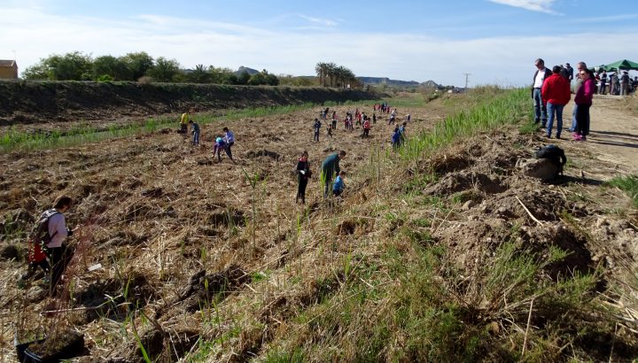 Recuperación del río Segura en Ceutí, estableciendo un bosque de ribera