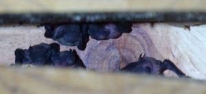 Cachorros de murciélagos en Calasparra