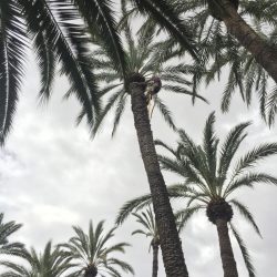 palmeras datileras