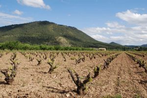 Viñedo en Bullas río Mula