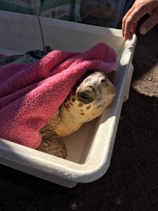 Liberación de tortuga boba