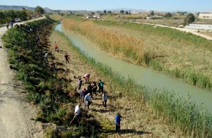 Plantación bosque de ribera en Lorquí