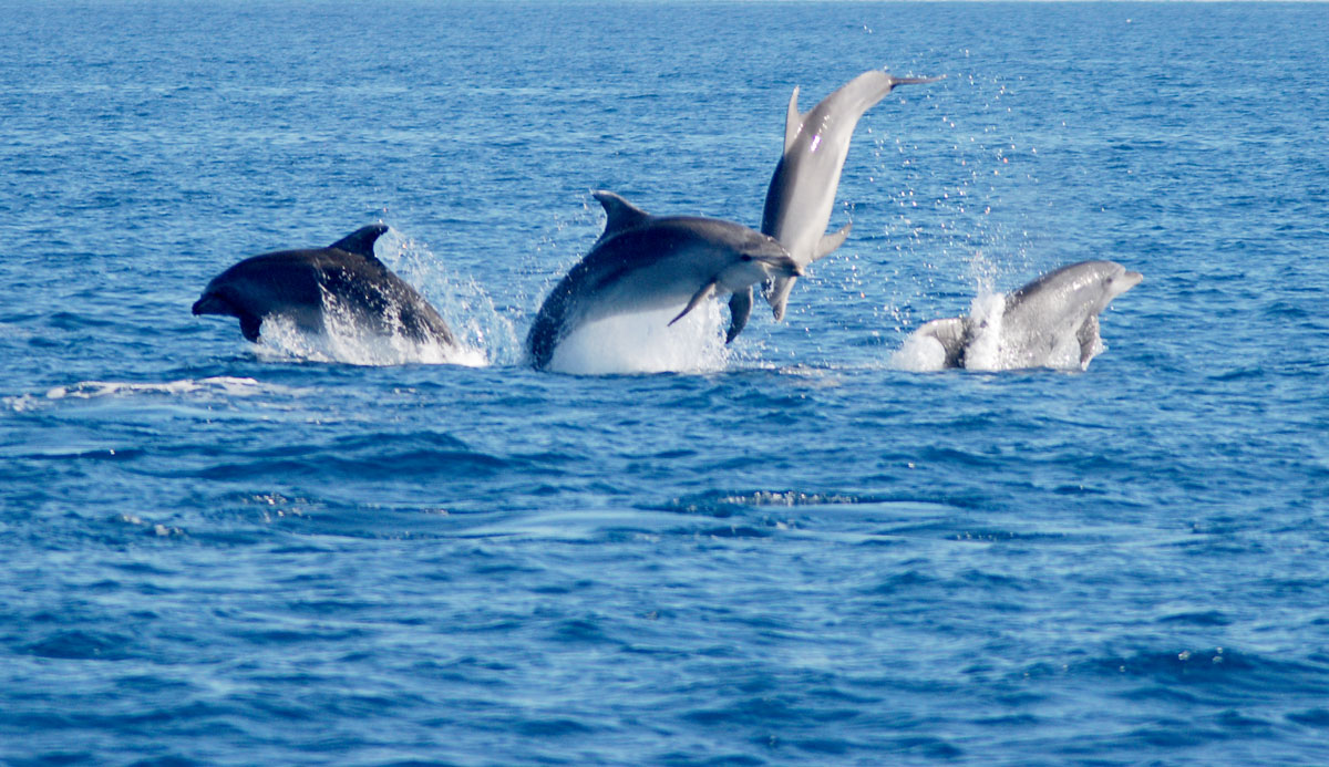 delfines mulares