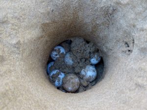 Puesta de tortuga boba en Calblanque