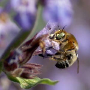 Abeja en Salvia