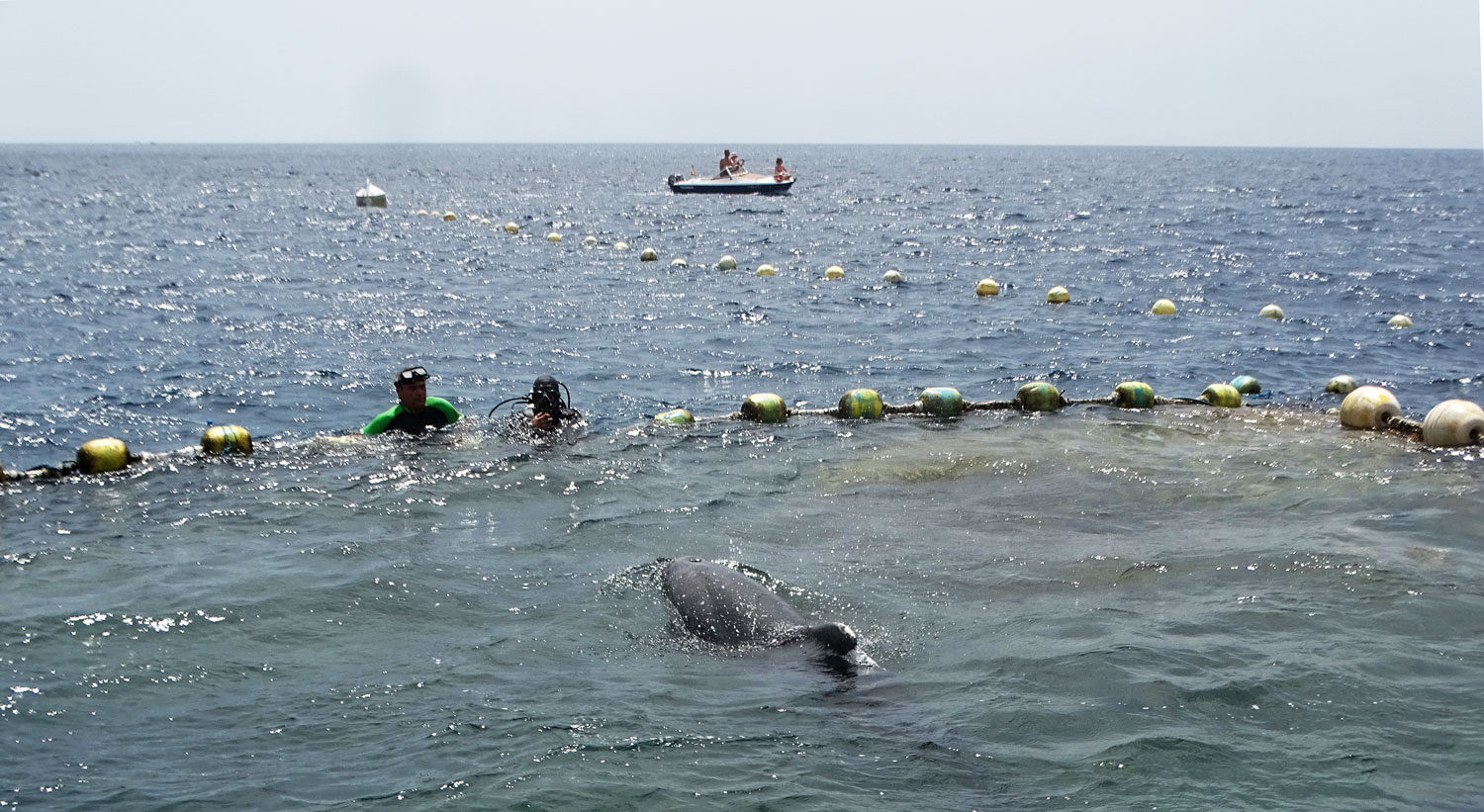 Liberados tres delfines en la Azohía