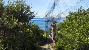Anillador en Isla Grosa