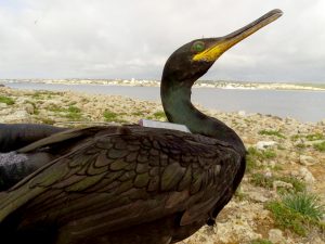 Cormorán moñudo marcado