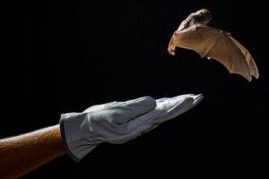 Murciélados de cueva