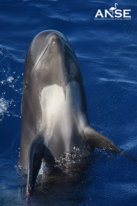 Calderon comun spyhop