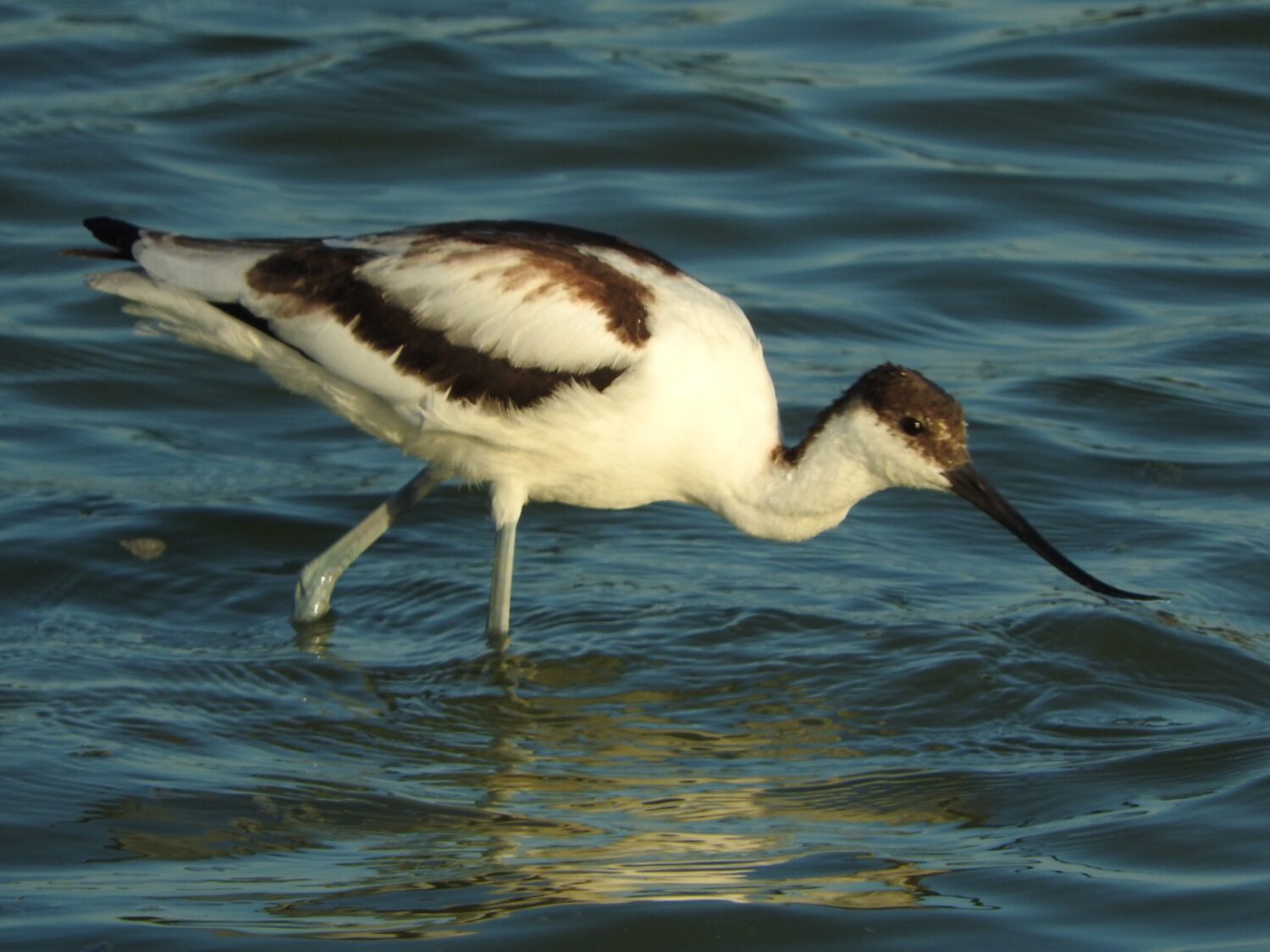 Avoceta en San Pedro del Pinatar / Ángel Tórtola