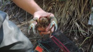 Cangrejo rojo americano Procambarus clarkii