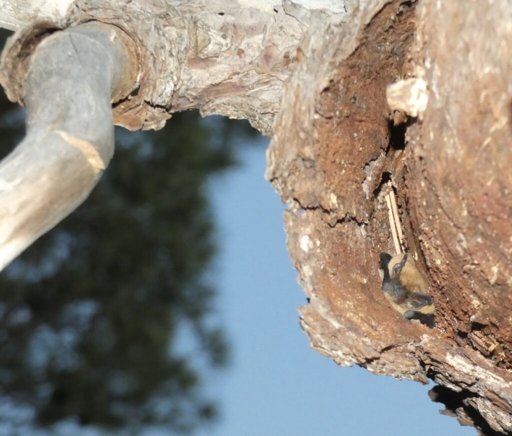 Murciélago de borde claro