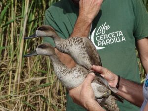 cerceta macho y hembra