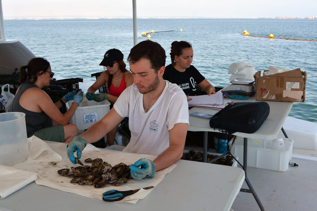 Técnicos del IEO realizan seguimiento de las ostras de RemediOS3