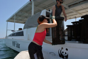 Seguimiento de las ostras de RemediOS3 a bordo del catamarán solar